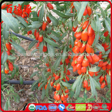 Sun dried goji berries goji berry bush dried goji berries benefits